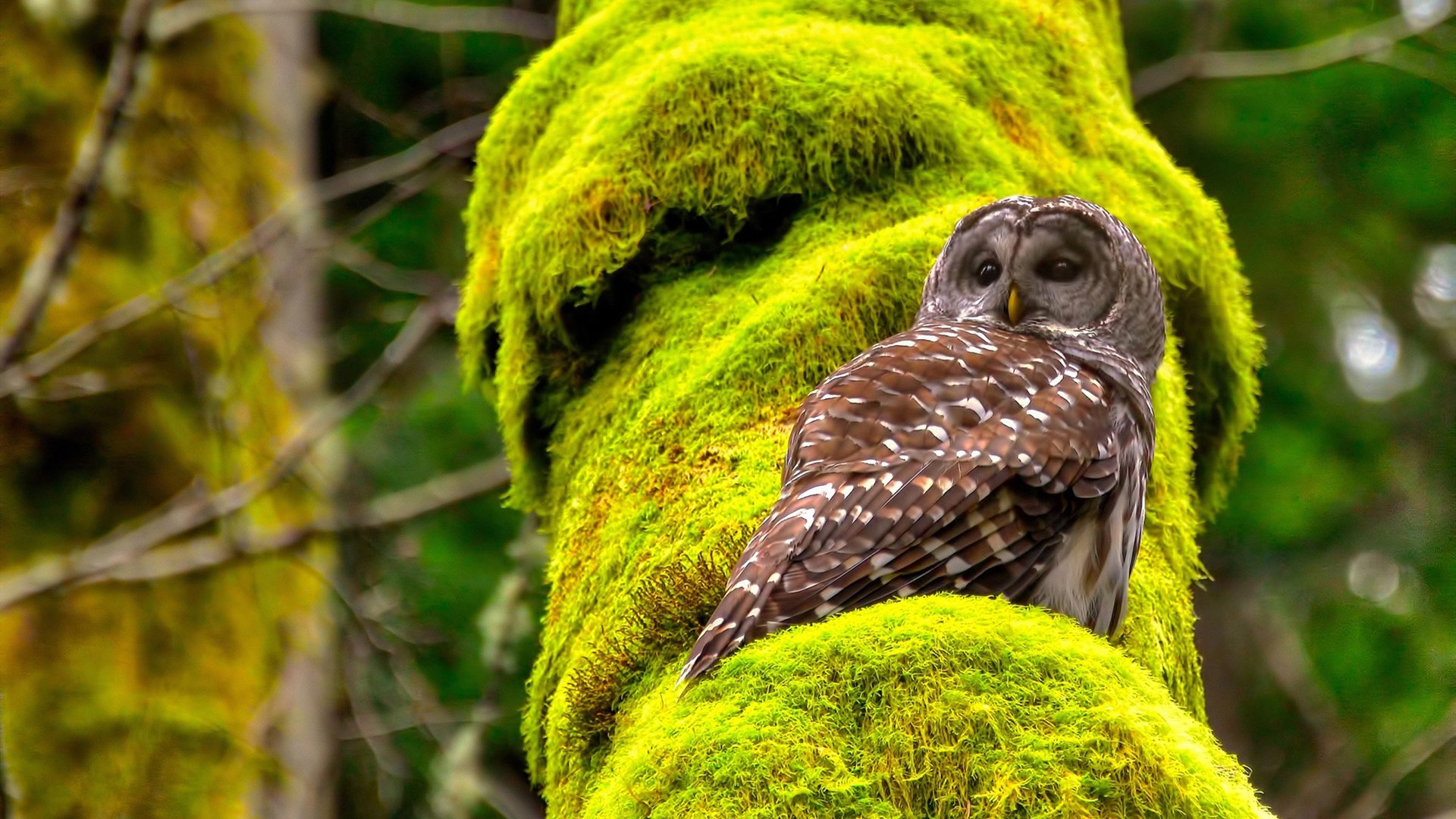 尤文图斯防守反击战术：成功限制对手主攻线，尤文图斯后防线组合