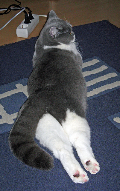 开云中国大陆-WRC车辆升级揭秘：技术创新带来的优势，wrc都是用什么车改装